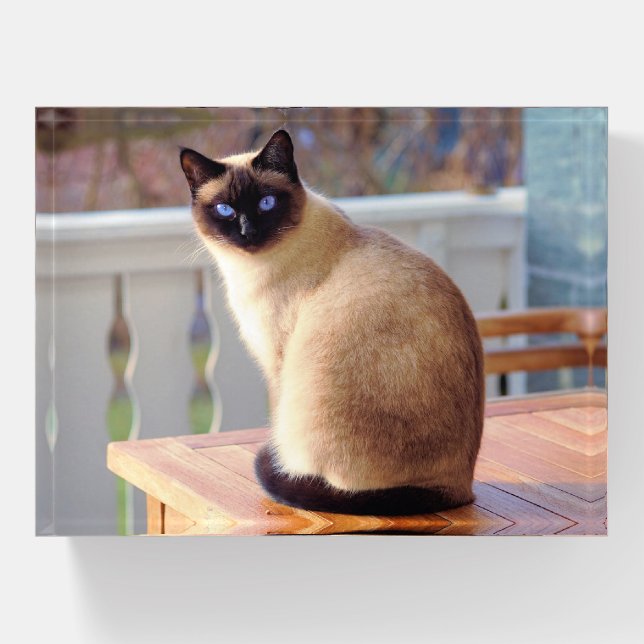 Beautiful Siamese Cat with Blue Eyes Paperweight (Front)