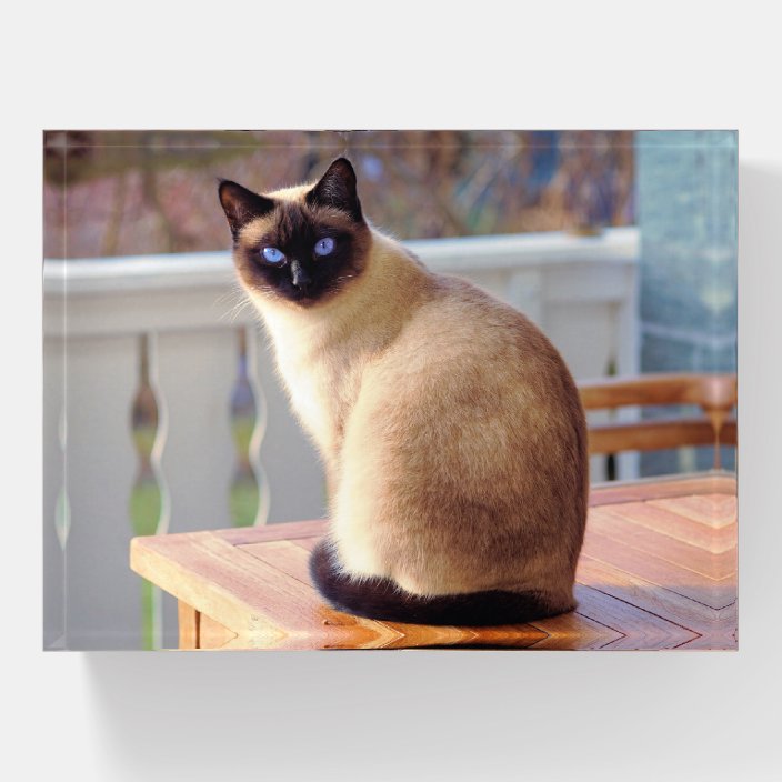 blue eyes siamese cat