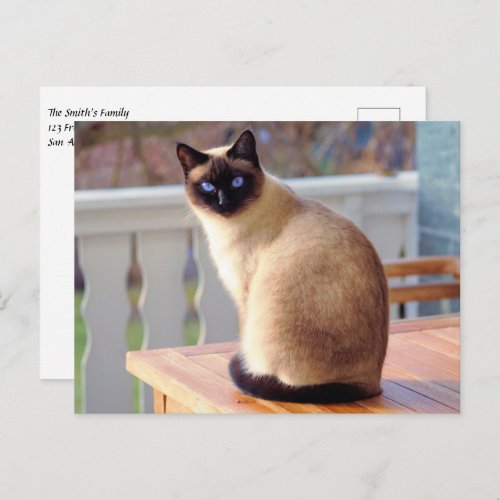 Beautiful Siamese Cat with Blue Eyes Postcard