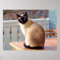 Beautiful Siamese Cat with Blue Eyes