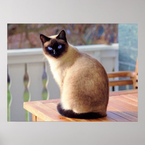 Beautiful Siamese Cat with Blue Eyes Poster