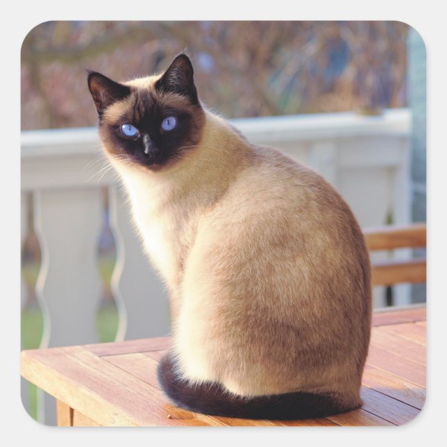 Beautiful Siamese Cat with Blue Eyes Square Sticker (Front)