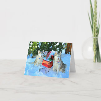 Beautiful Siberian Huskies in the snow Thank You Card