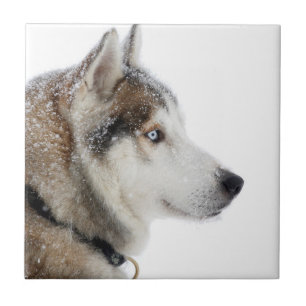 Beautiful Siberian Husky in the Snow Ceramic Tile
