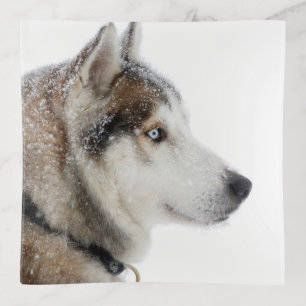 Beautiful Siberian Husky in the Snow Trinket Tray