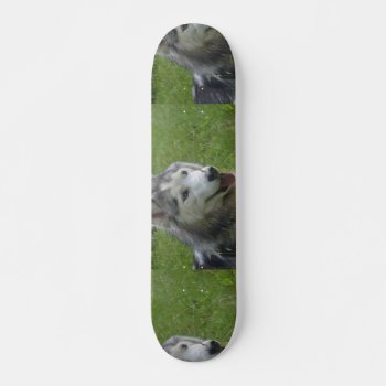 Beautiful Siberian Husky Puppy Dog Skateboard by DogPoundGifts at Zazzle