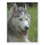 Beautiful Siberian Husky Puppy Dog Temporary Tattoos