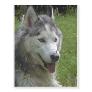 Beautiful Siberian Husky Puppy Dog Temporary Tattoos