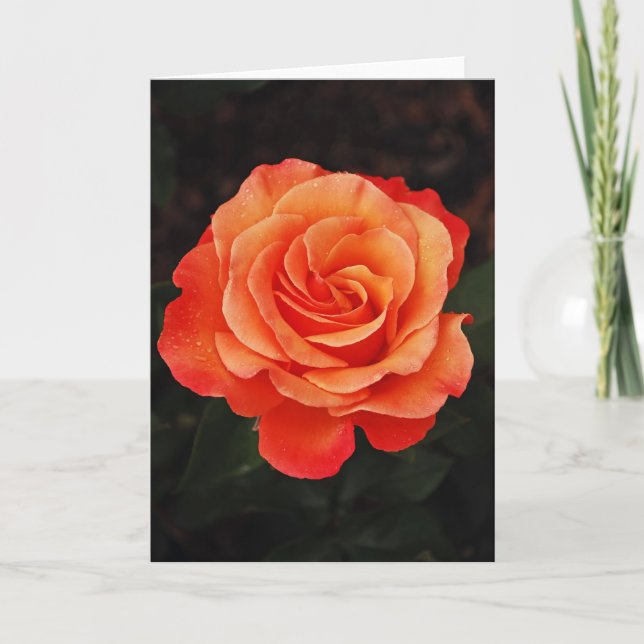 Beautiful single orange rose greeting card (Front)