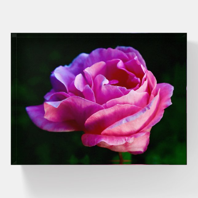 Beautiful Single Pink Rose Bloom Paperweight (Front)