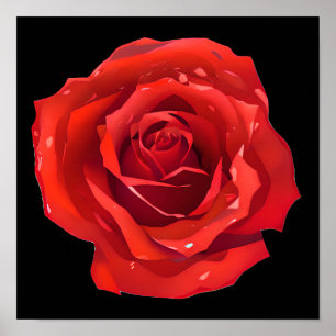 Beautiful Single Red Rose Poster