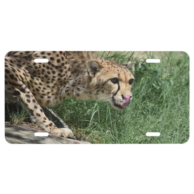 Beautiful Sleek Cheetah Cat License Plate (Front)