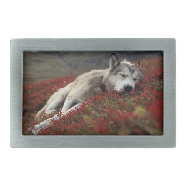 Beautiful Sleeping Wolf Belt Buckle (Front)
