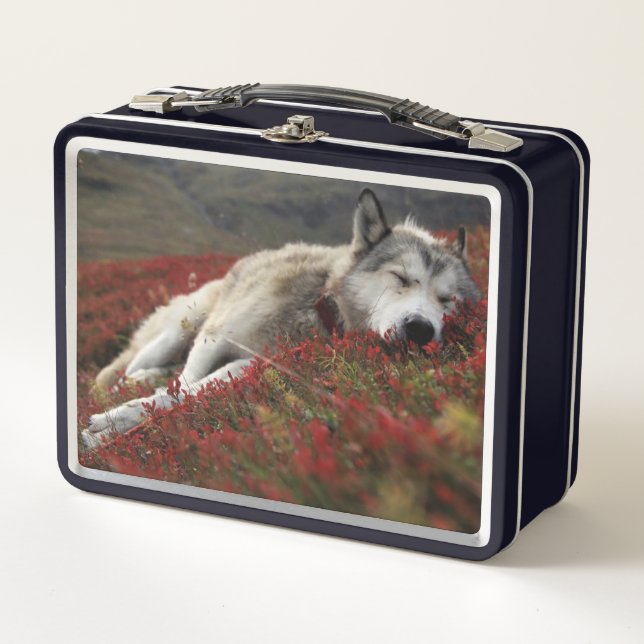 Beautiful Sleeping Wolf Metal Lunch Box (Front)