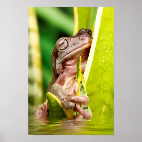 Beautiful small frog on a plant in water poster