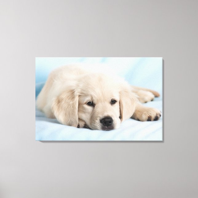 Beautiful Small Puppy Canvas Print (Front)