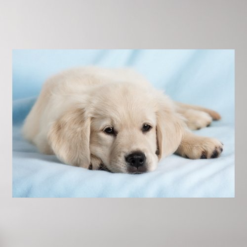 Beautiful Small Puppy Poster