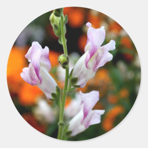Beautiful Snapdragon Flower Design Classic Round Sticker
