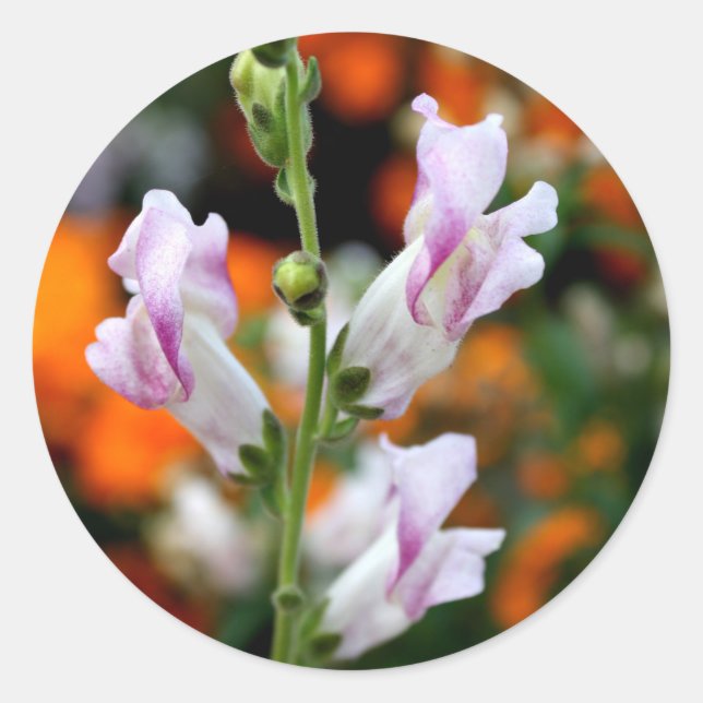 Beautiful Snapdragon Flower Design Classic Round Sticker (Front)