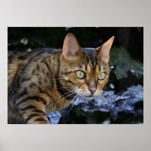 Beautiful Sneaking Bengal Cat Poster