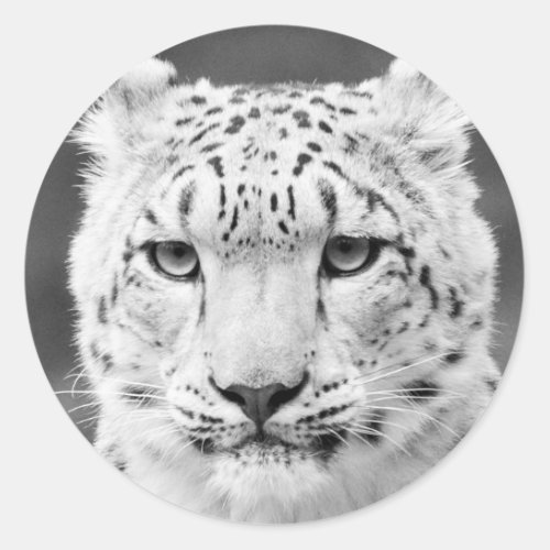 Beautiful Snow Leopard Black and White Portrait Classic Round Sticker