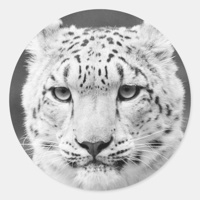 Beautiful Snow Leopard Black and White Portrait Classic Round Sticker (Front)