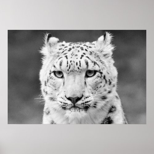 Beautiful Snow Leopard Black and White Portrait Poster