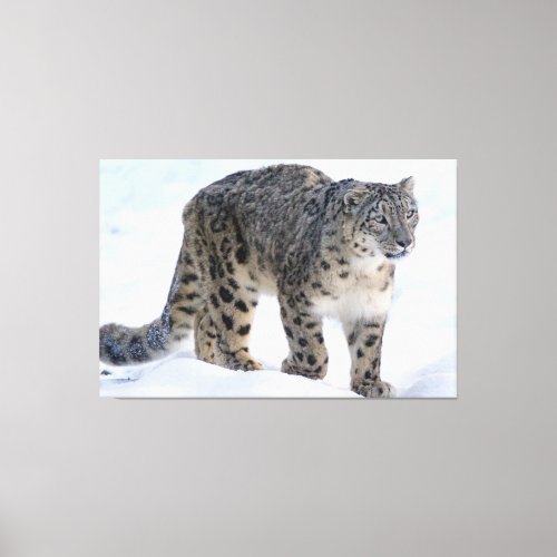 Beautiful snow leopard canvas print