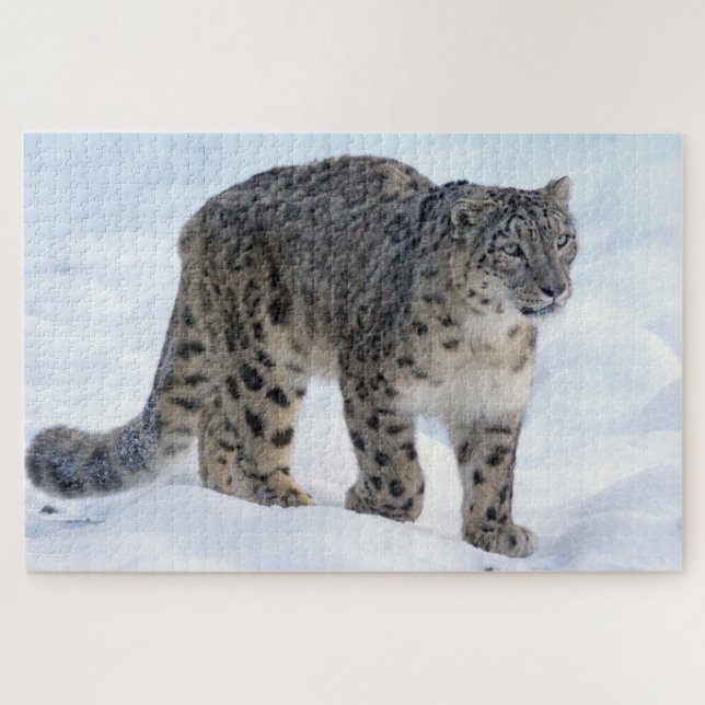 Beautiful snow leopard jigsaw puzzle (Horizontal)