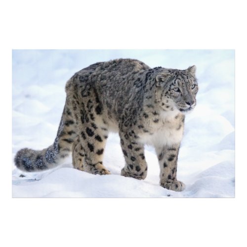 Beautiful snow leopard photo print