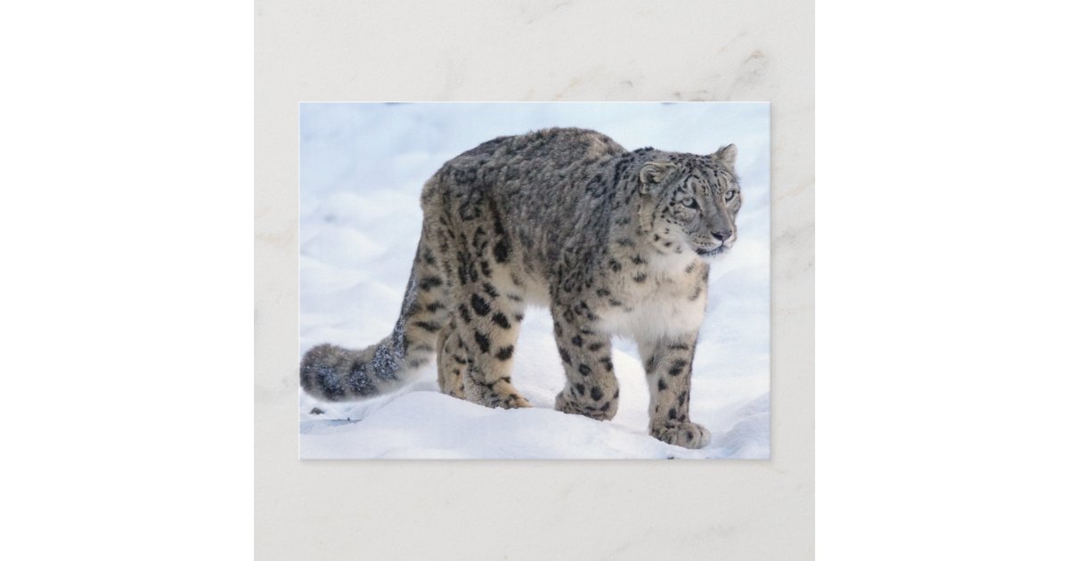 Beautiful snow leopard postcard | Zazzle