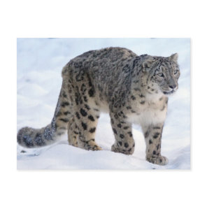 Beautiful snow leopard postcard