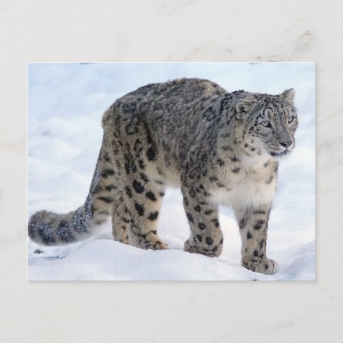 Beautiful snow leopard postcard