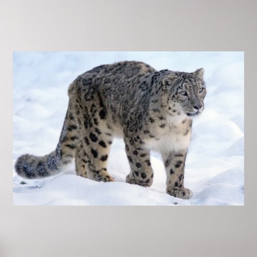 Beautiful snow leopard poster