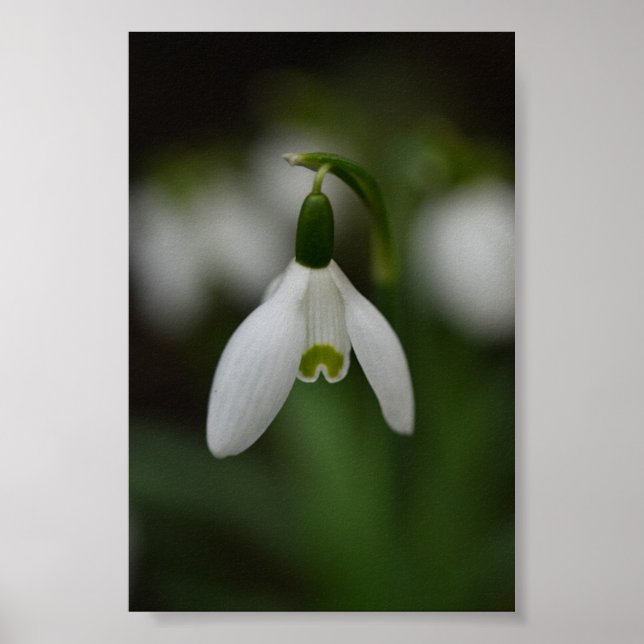 Beautiful Snowdrop Up Close  Poster (Front)