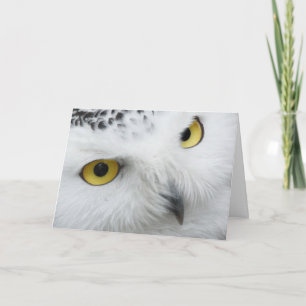 Beautiful Snowy Owl Eyes Happy Birthday Card