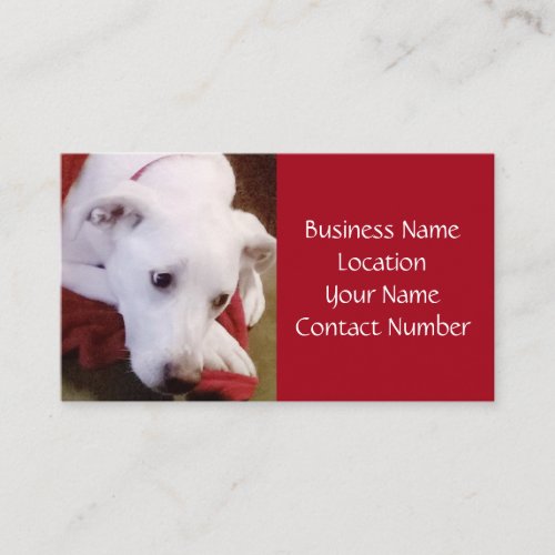 Beautiful Snowy White Dog Red Business Card