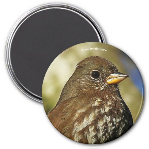 Beautiful Sooty Fox Sparrow in a Pear Tree Magnet