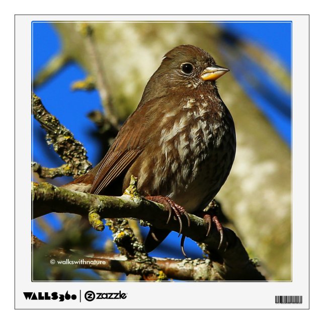 Beautiful Sooty Fox Sparrow in a Pear Tree Wall Decal (Front)