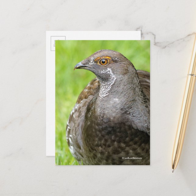 Beautiful Sooty Grouse Gamebird in Grass Postcard (Front/Back In Situ)