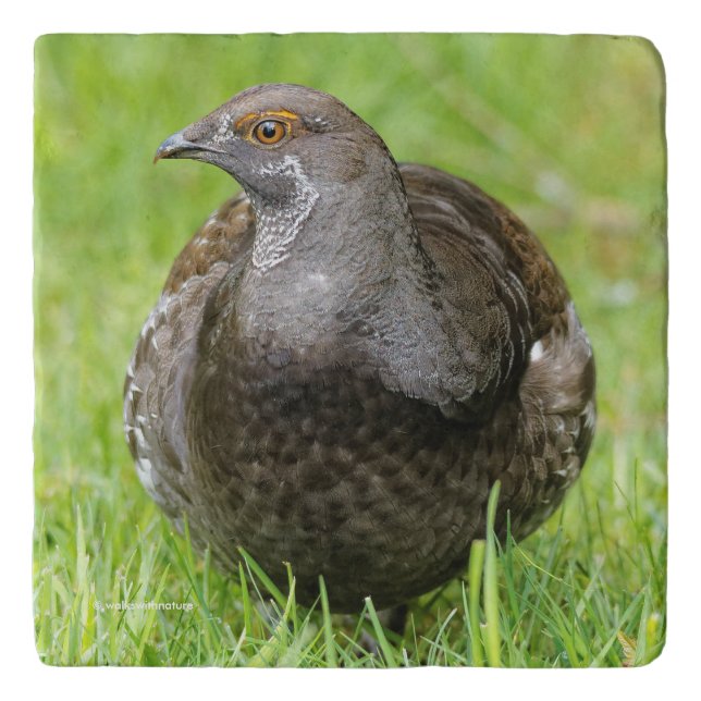 Beautiful Sooty Grouse in the Grass Trivet (Front)