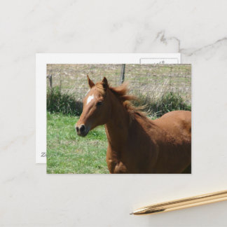 Beautiful Sorrel Gelding in Summer Pasture Postcard