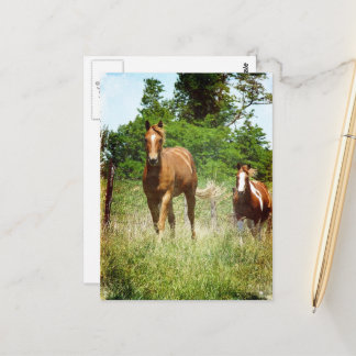 Beautiful Sorrel Gelding Paint Mare Summer Postcard