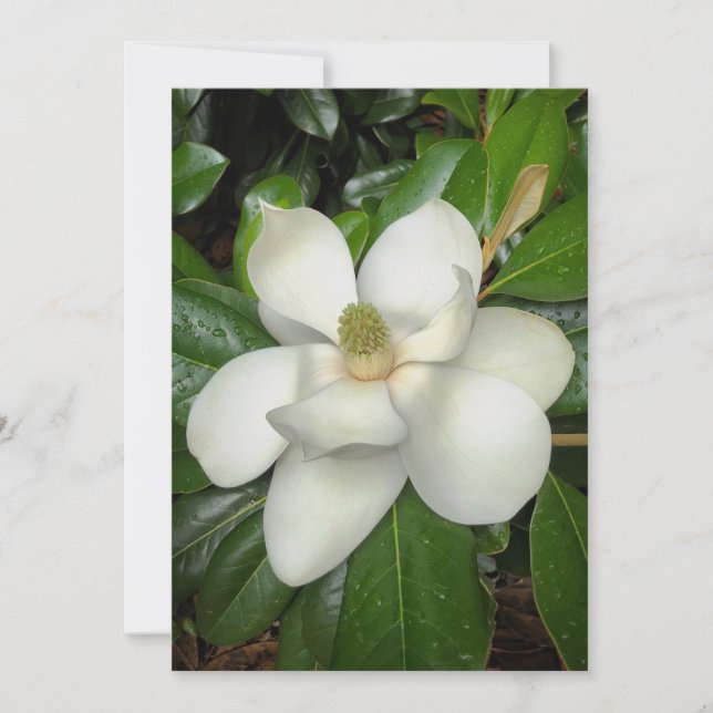 Beautiful Southern Magnolia Thank You Card (Front)