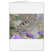 Beautiful Spotted Butterfly (Front)