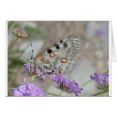 Beautiful Spotted Butterfly (Front Horizontal)
