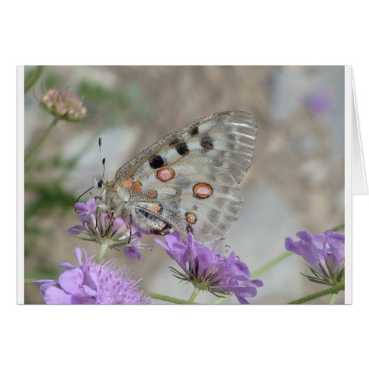 Beautiful Spotted Butterfly (Front Horizontal)