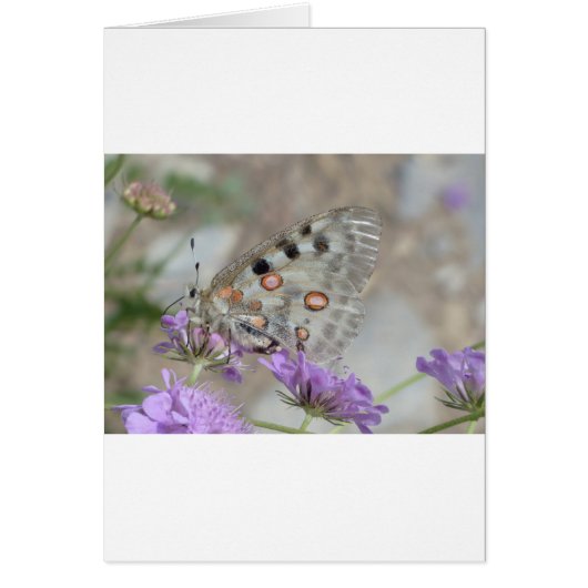 Beautiful Spotted Butterfly Cards (Front)