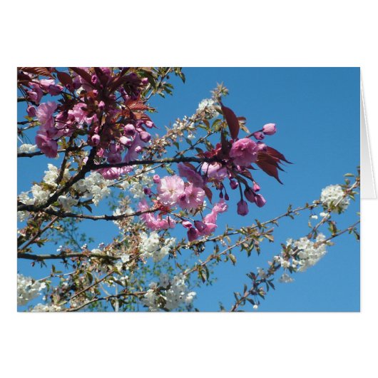 Beautiful spring cherry blossom cards (Front Horizontal)