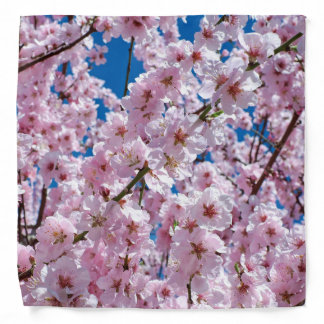 Beautiful Spring Cherry Blossoms Bandana
